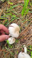 Agaricus californicus