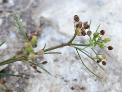 Cyclospermum leptophyllum