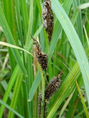 Carex riparia