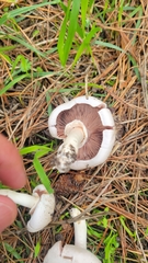 Agaricus californicus