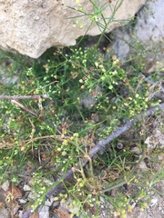 Cyclospermum leptophyllum