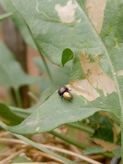 Sassacus papenhoei