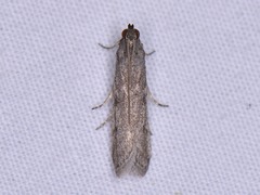 Phycitodes reliquellum