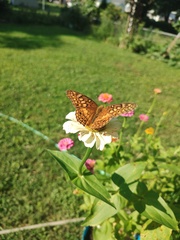 Euptoieta claudia