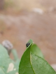 Sassacus papenhoei