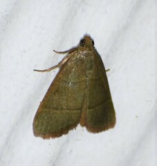 Hypsopygia nostralis