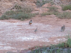 Oryctolagus cuniculus cuniculus