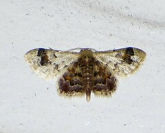 Idaea asceta