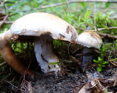 Cortinarius camphoratus