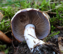 Cortinarius camphoratus