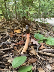 Phallus rugulosus