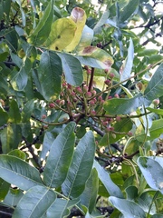 Pistacia atlantica mutica