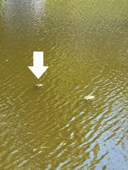 Trachemys scripta elegans