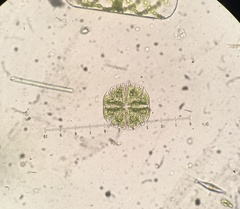 Micrasterias truncata