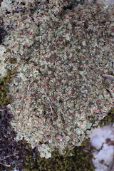 Squamarina cartilaginea