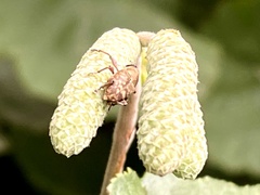 Curculio glandium