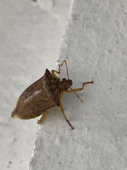 Asopinae