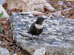 Turdus torquatus