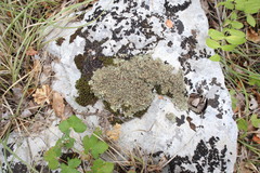 Squamarina cartilaginea