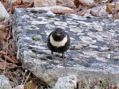 Turdus torquatus