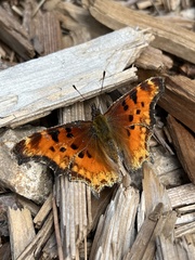 Polygonia gracilis