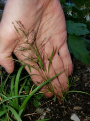 Sporobolus cryptandrus