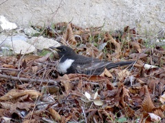 Turdus torquatus
