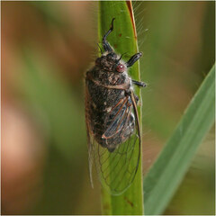 Cicadidae