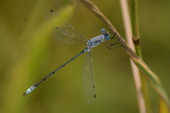 Lestes unguiculatus