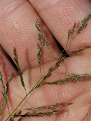 Sporobolus cryptandrus