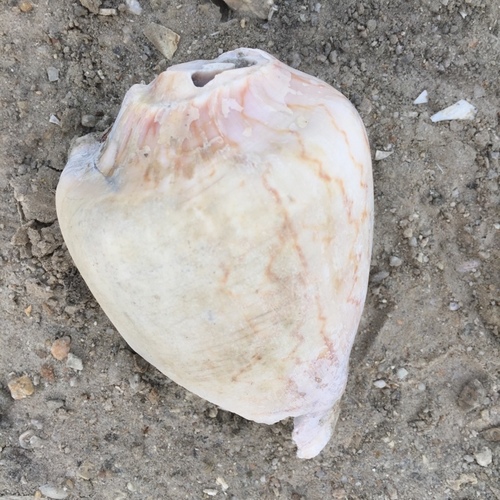 Volutidae