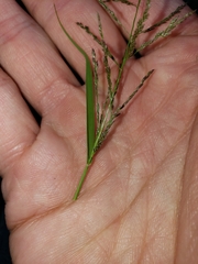 Sporobolus cryptandrus