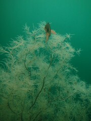 Antipathella fiordensis
