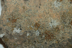 Protoblastenia rupestris