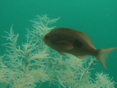 Caesioperca lepidoptera