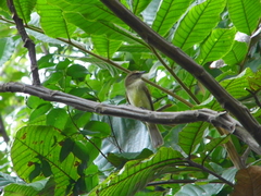 Cnemotriccus fuscatus