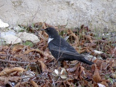 Turdus torquatus