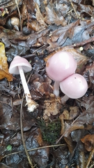 Mycena rosea