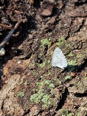 Celastrina