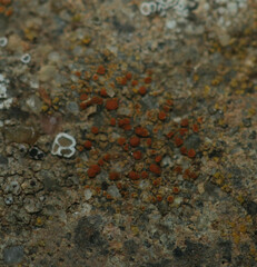 Protoblastenia rupestris