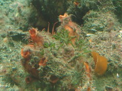 Cnemidocarpa bicornuta