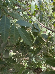 Magnoliopsida