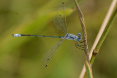 Lestes unguiculatus
