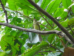 Cnemotriccus fuscatus