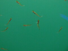 Forsterygion maryannae