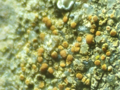 Protoblastenia rupestris