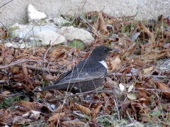 Turdus torquatus