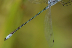 Lestes unguiculatus