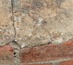 Protoblastenia rupestris