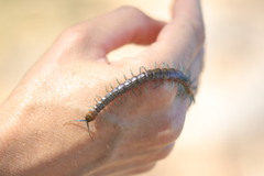 Scolopendra dalmatica